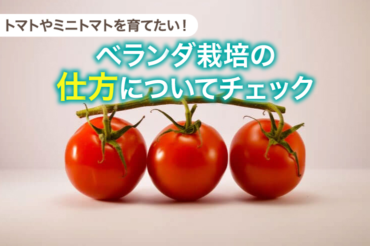 トマト ミニトマトのベランダ栽培 通信教育 通信講座のsaraスクールジャパン資格講座