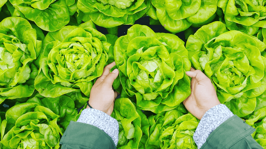 プランターで手軽に作れる秋冬野菜について 通信教育 通信講座のsaraスクールジャパン資格講座